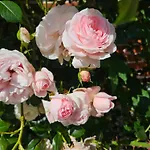 Am Rosenbusch Lejlighed